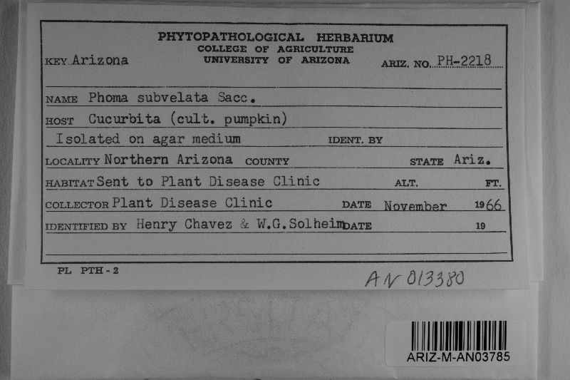 Phoma subvelata image