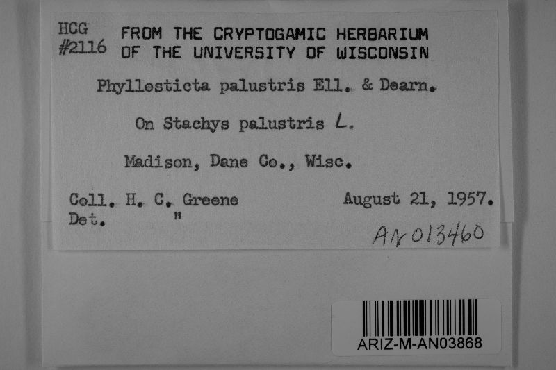 Phyllosticta palustris image