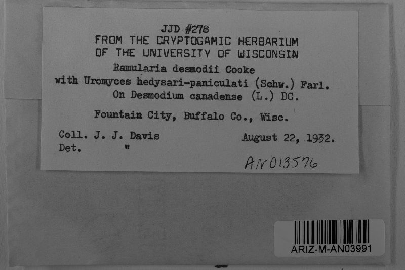 Ramularia desmodii image