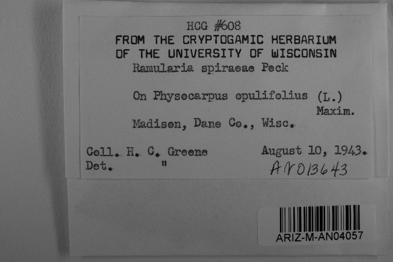 Ramularia spiraeae image
