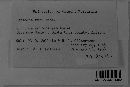 Coryneopsis rubi image