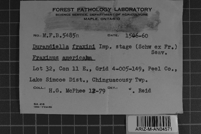 Durandia fraxini image