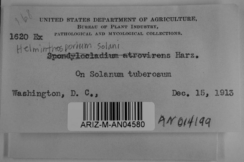 Helminthosporium solani image