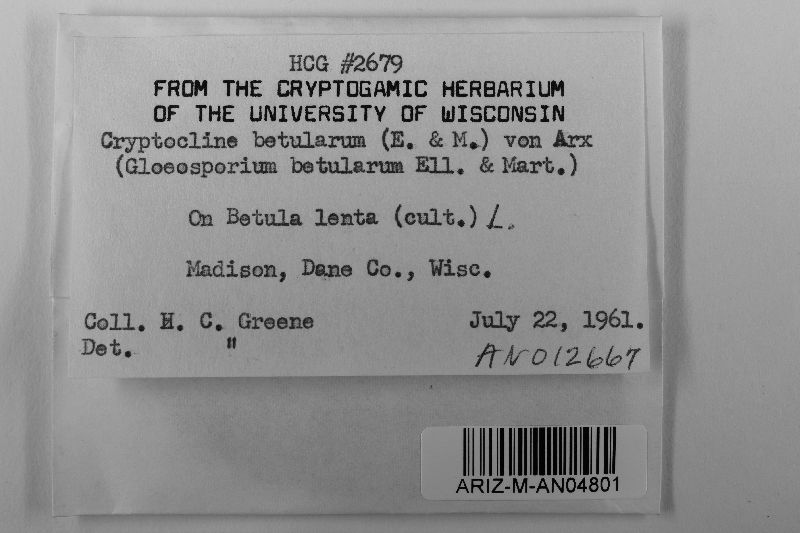 Cryptocline betularum image