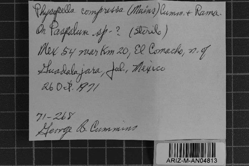 Phakopsora compressa image