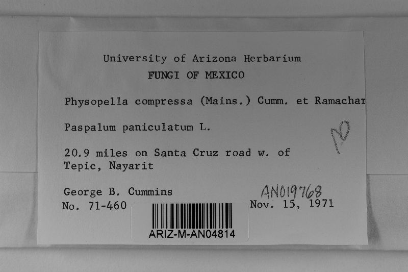 Phakopsora compressa image
