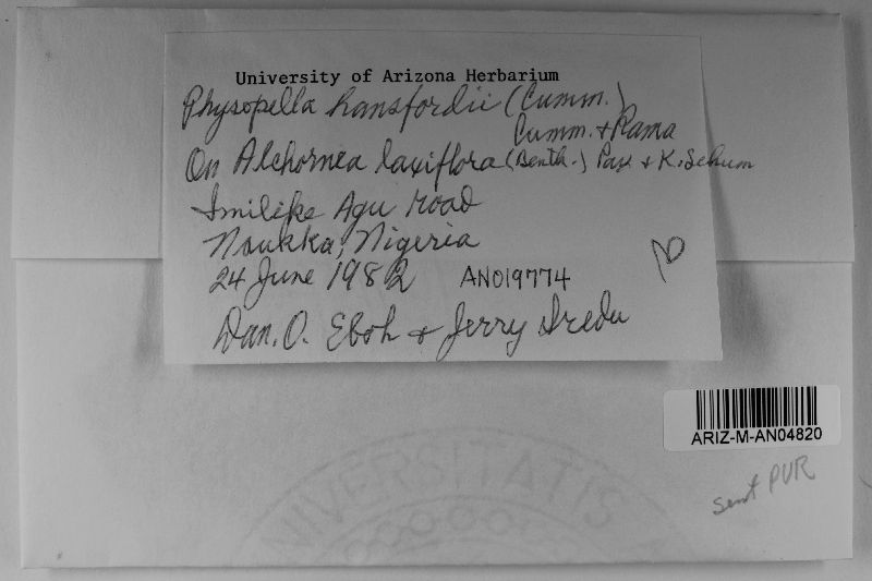 Angiopsora hansfordiana image