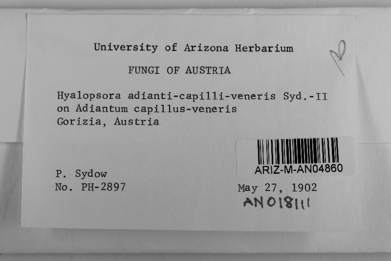 Hyalopsora adianti-capilli-veneris image