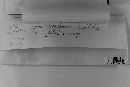 Pucciniastrum epilobii image