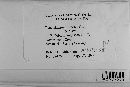 Pucciniastrum epilobii image