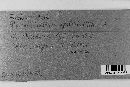 Pucciniastrum epilobii image