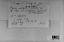 Pucciniastrum epilobii image
