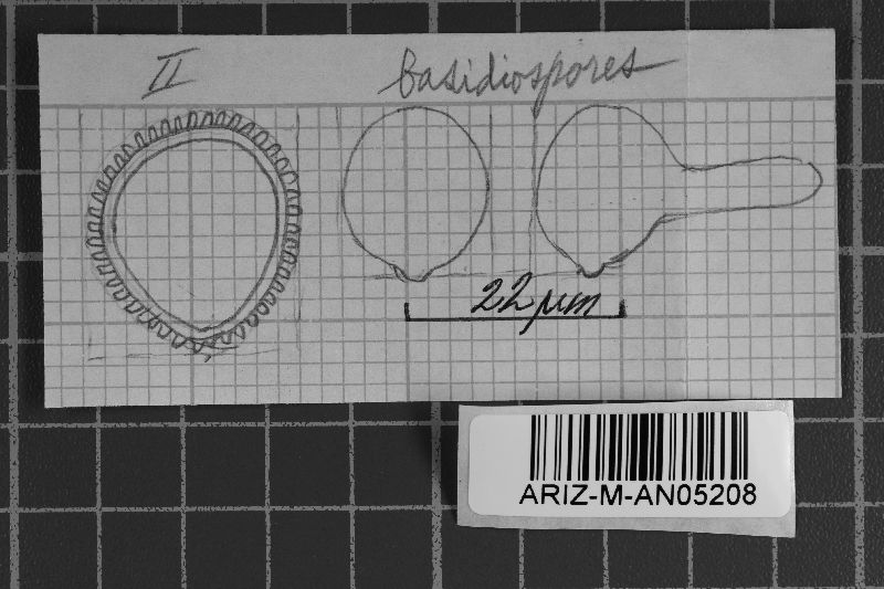 Coleosporium arizonicum image