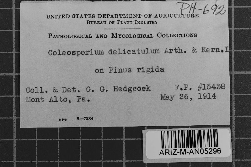 Coleosporium delicatulum image