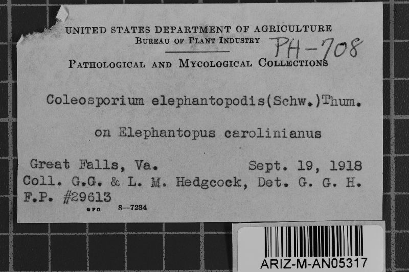 Coleosporium elephantopi image