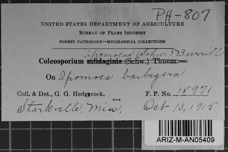 Coleosporium ipomoeae image