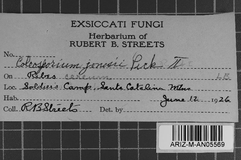 Coleosporium jonesii image