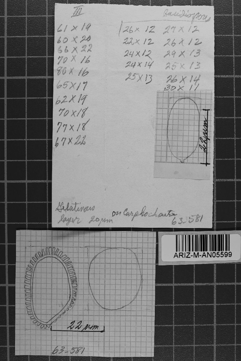 Coleosporium longisporum image