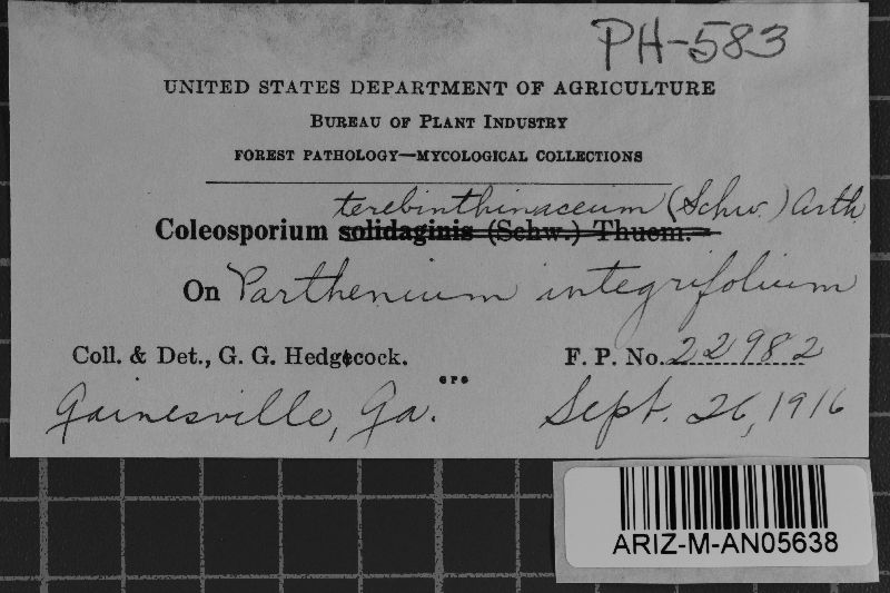 Coleosporium terebinthinacearum image