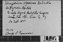 Coleosporium viguierae image