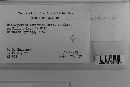 Coleosporium vernoniae image