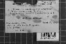 Coleosporium vernoniae image