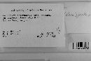 Coleosporium vernoniae image