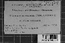 Coleosporium vernoniae image