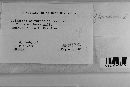 Coleosporium vernoniae image