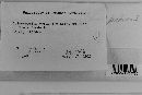 Coleosporium vernoniae image