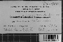 Coleosporium vernoniae image