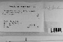 Coleosporium vernoniae image