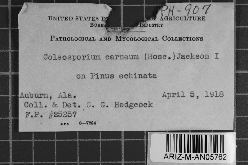 Coleosporium vernoniae image