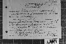Coleosporium vernoniae image