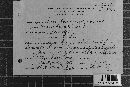 Coleosporium vernoniae image