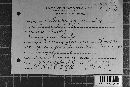 Coleosporium vernoniae image
