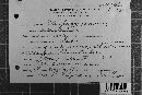 Coleosporium vernoniae image
