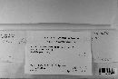 Coleosporium vernoniae image