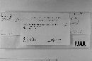 Coleosporium vernoniae image