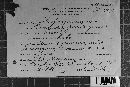 Coleosporium vernoniae image