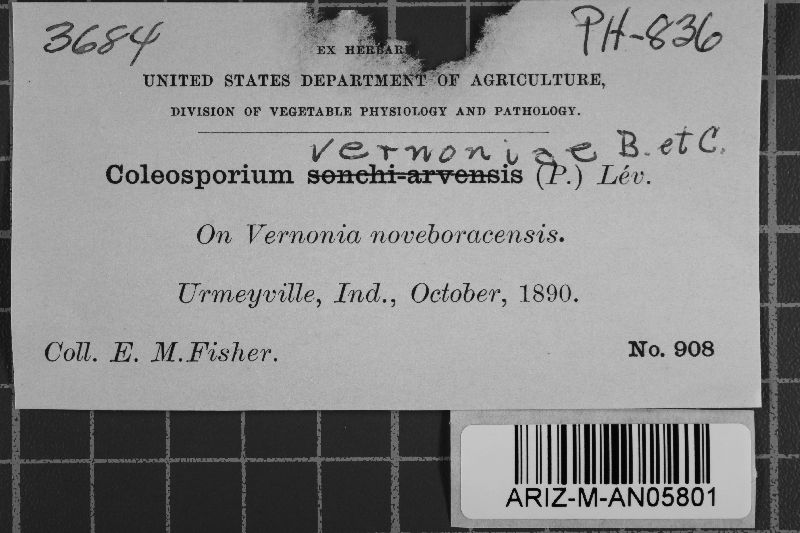 Coleosporium vernoniae image