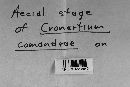 Cronartium comandrae image