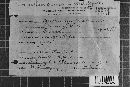 Cronartium quercuum image