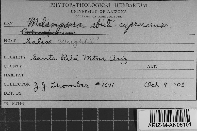 Melampsora abietis-caprearum image