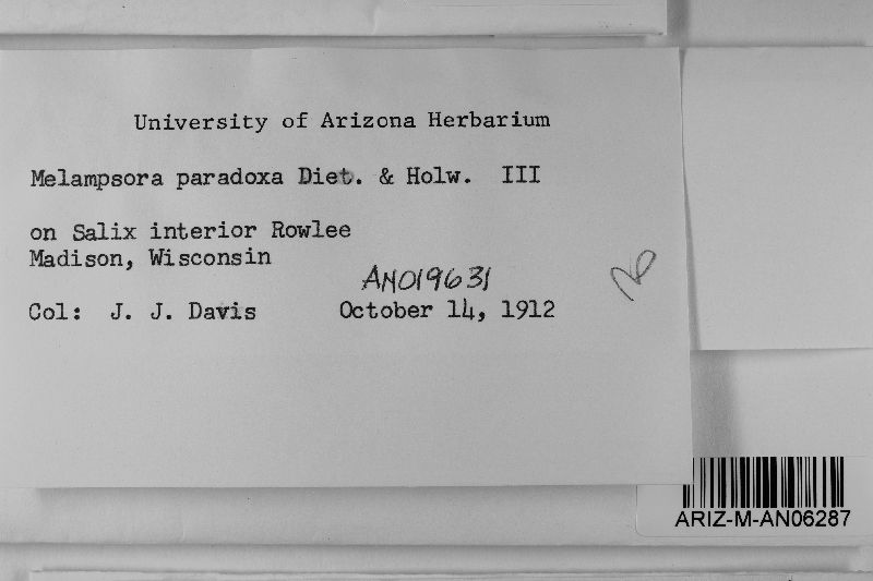 Melampsora paradoxa image