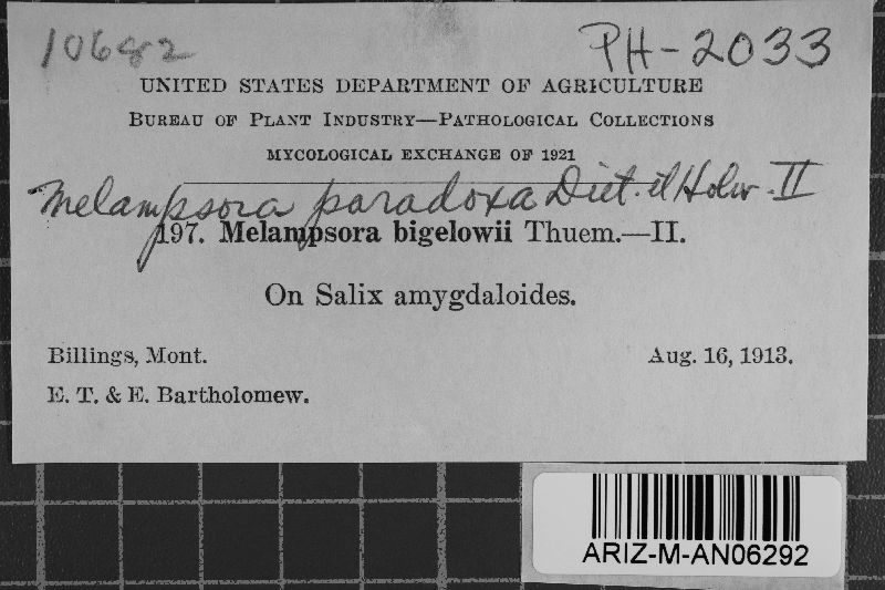 Melampsora paradoxa image