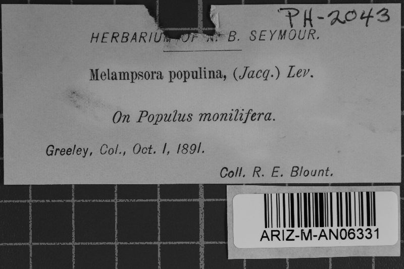 Melampsora populnea image