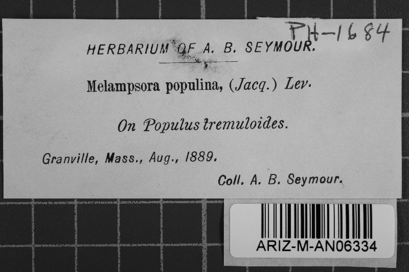 Melampsora populnea image