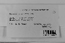 Melampsora salicina image