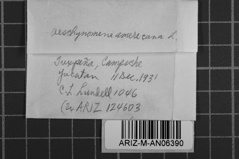 Phakopsora diehlii image